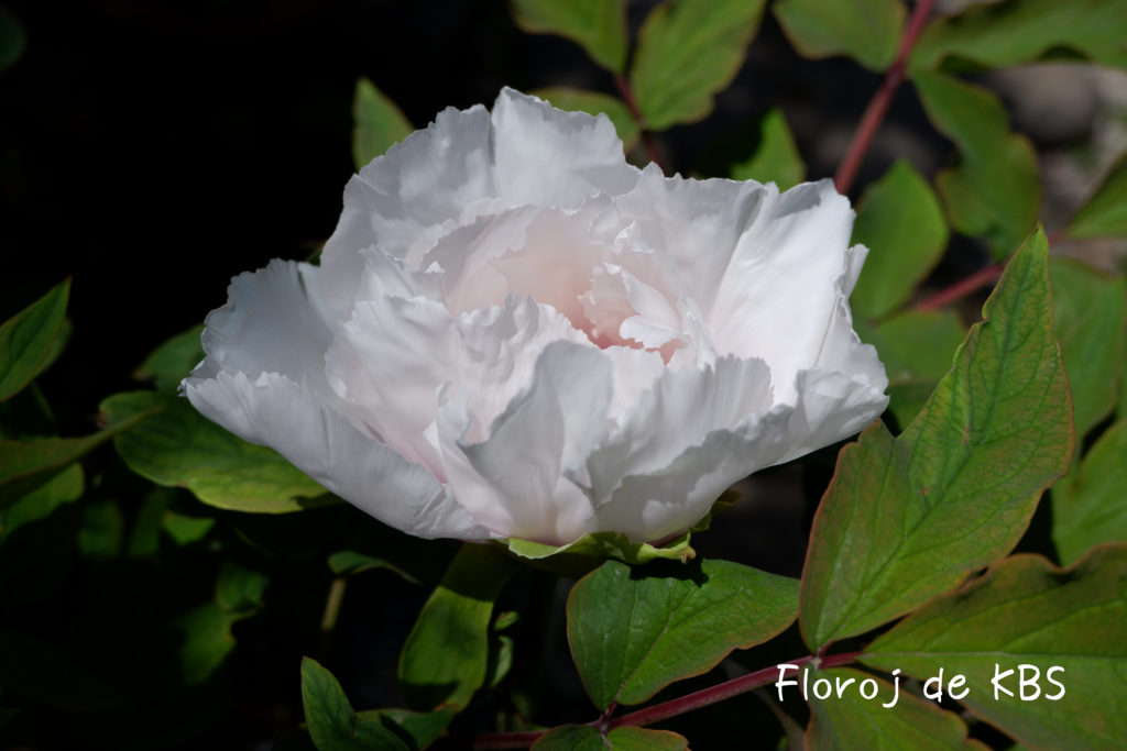 Floro de blanka peonio　(白い牡丹の花)