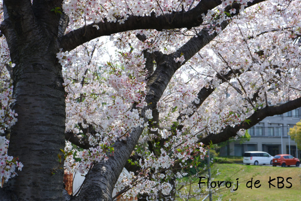 Ĉerizo-floro(桜)