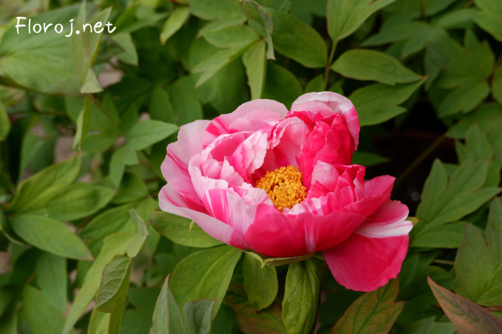 Peonia floro kun ŝablono de ŝibori, 絞りの入った牡丹の花