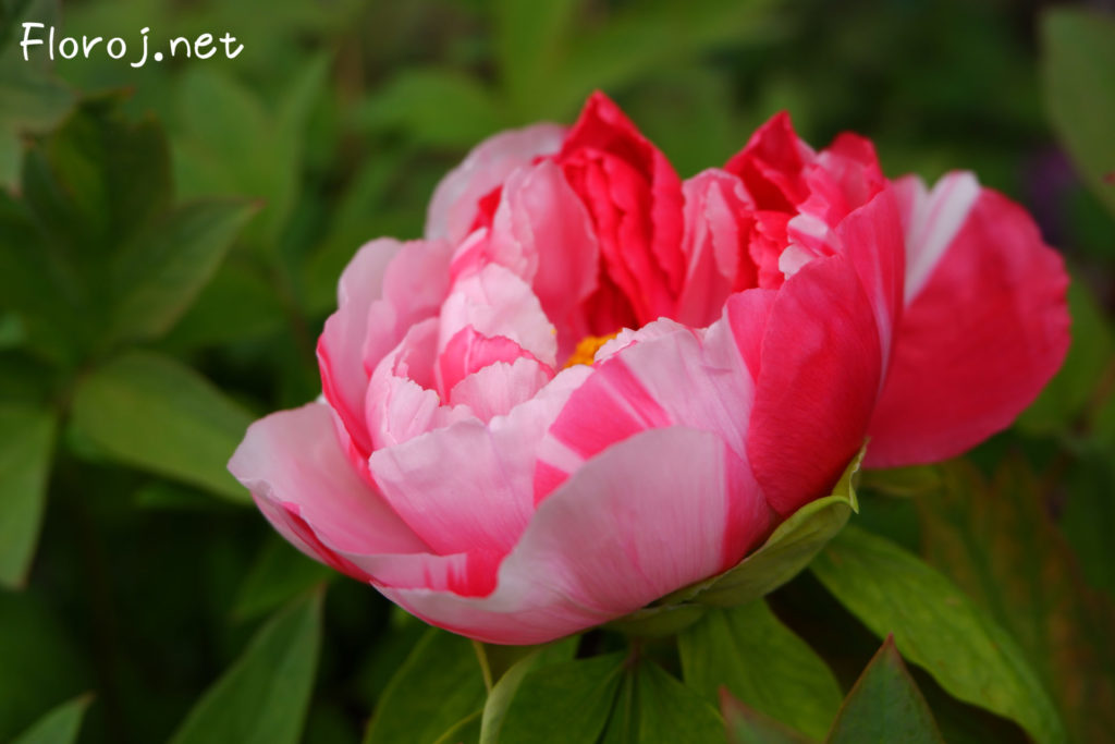 Ŝibori ŝablono peonia floro, 絞りの入った牡丹