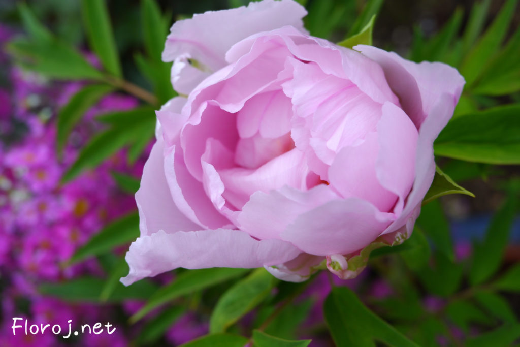 Roza peonia floro, ピンクの牡丹