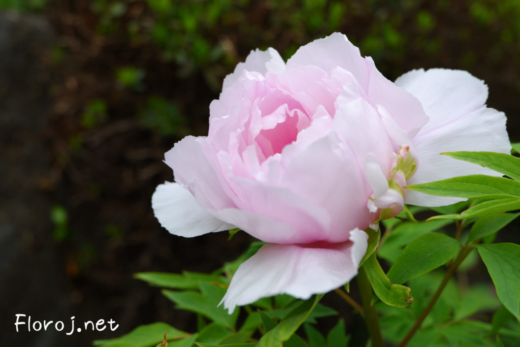 Roza peonia floro, ピンクの牡丹の花