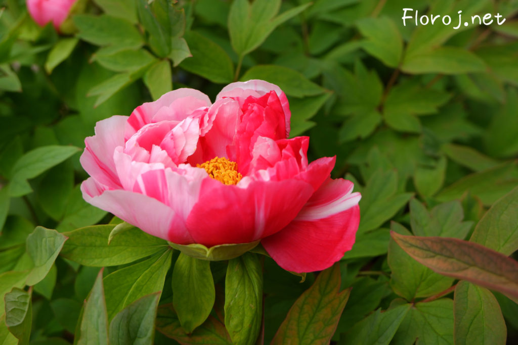 Peonia floro kun ŝablono de ŝibori , 絞りの入った牡丹の花