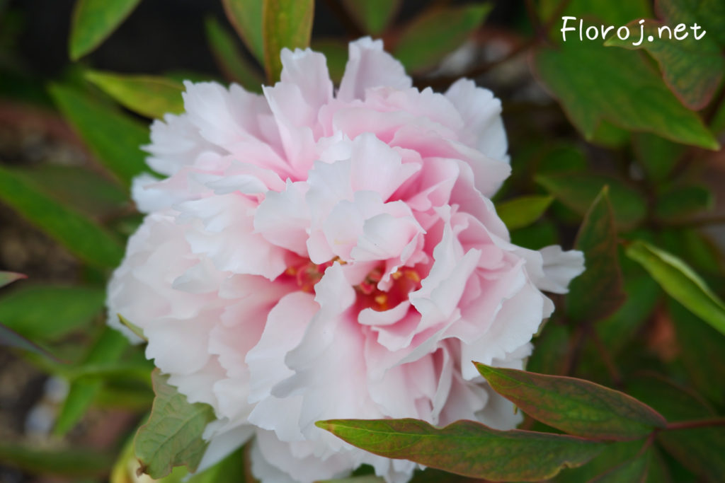 Roza peonia floro, ピンクの牡丹