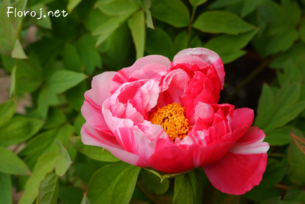 Ŝibori ŝablono peonia floro, 絞りの入った牡丹