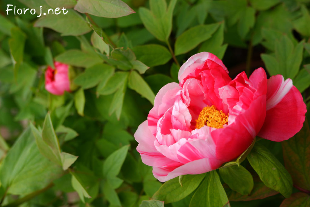 Peonia floro kun ŝablono de ŝibori , 
 絞りの入った牡丹の花