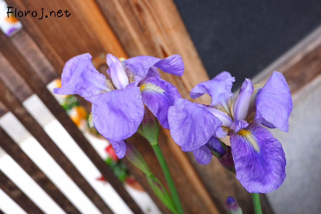 Purpuraj tegmentaj irisoj, 紫のいちはつの花