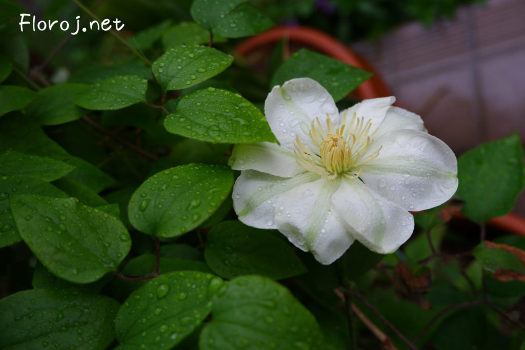 Blanka klematisa floro, 白い鉄線の花