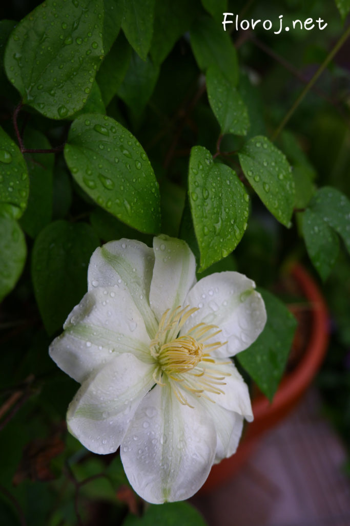 Blanka klematisa floro, 白いテッセンの花